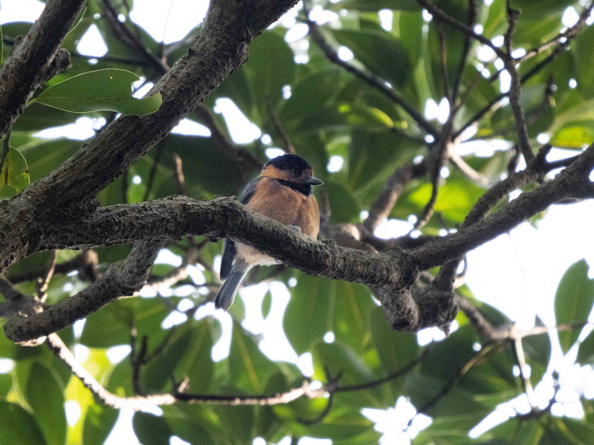 Owston's Tit - ML534706451