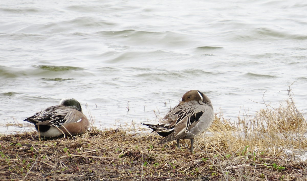 Northern Pintail - Ann Marie Wood