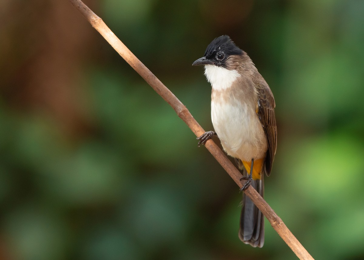 Brown-breasted Bulbul - Ayuwat Jearwattanakanok