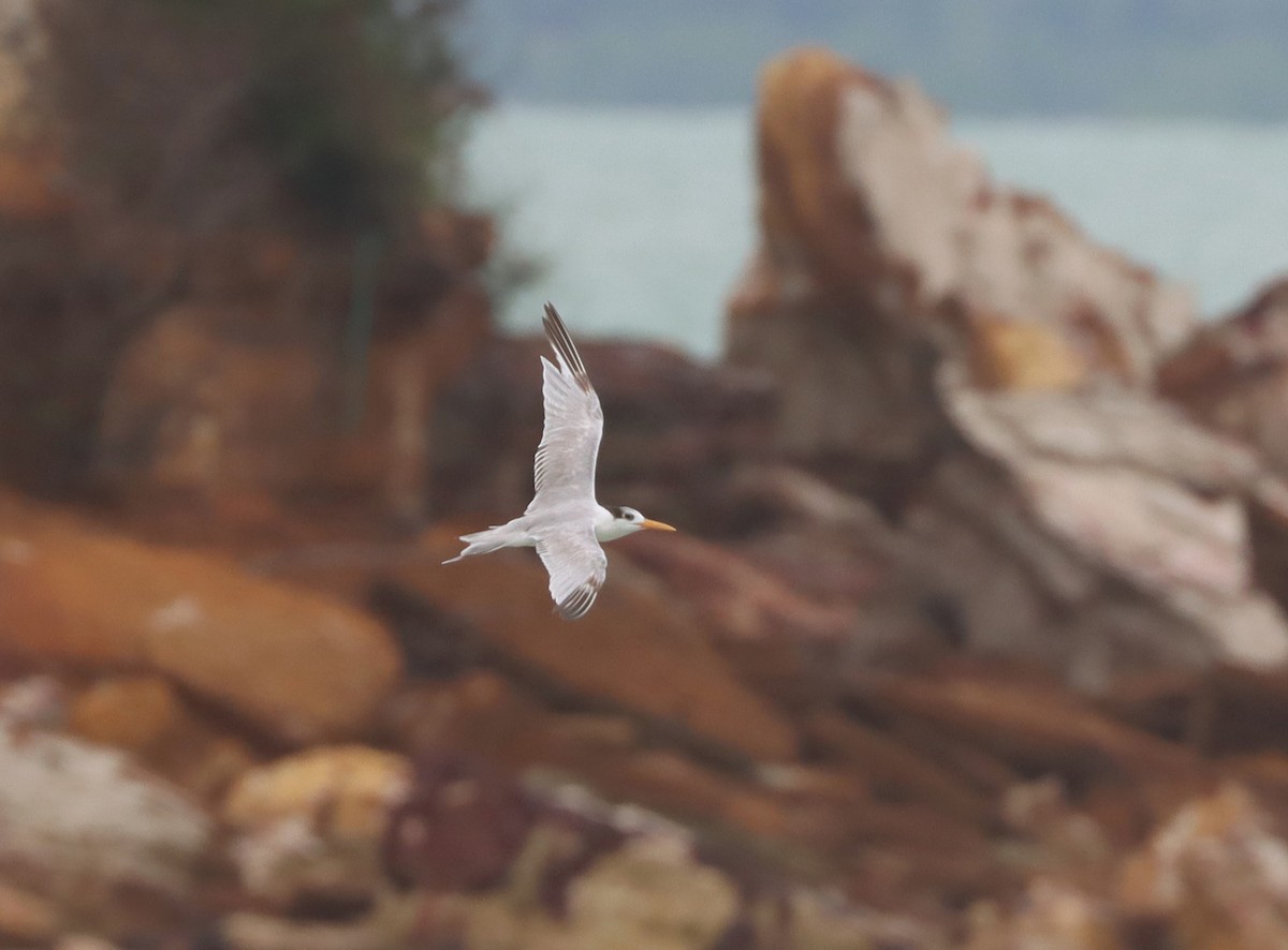 Lesser Crested Tern - Dan Ashdown