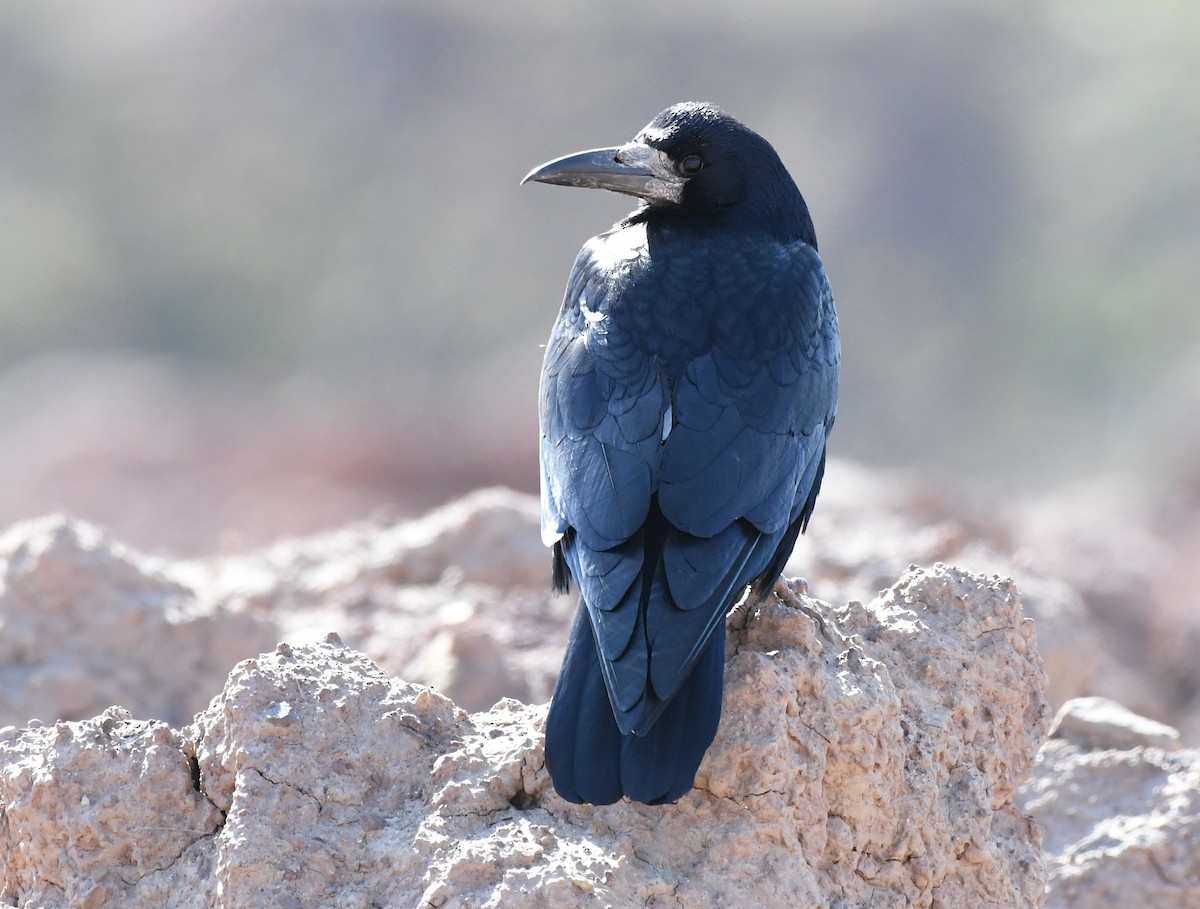 eBird Checklist - 11 Feb 2023 - Bahria Enclave, Capital Territory, PK ...