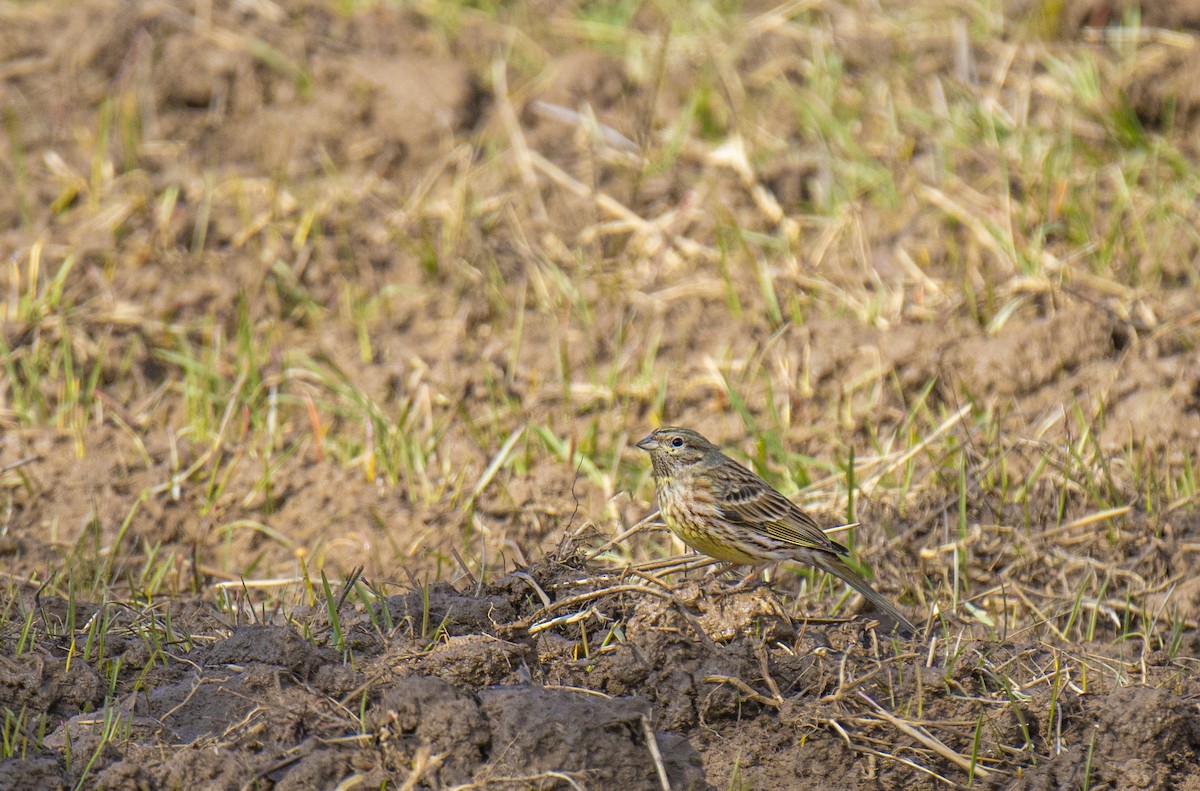 Yellowhammer x Pine Bunting (hybrid) - ML534709281