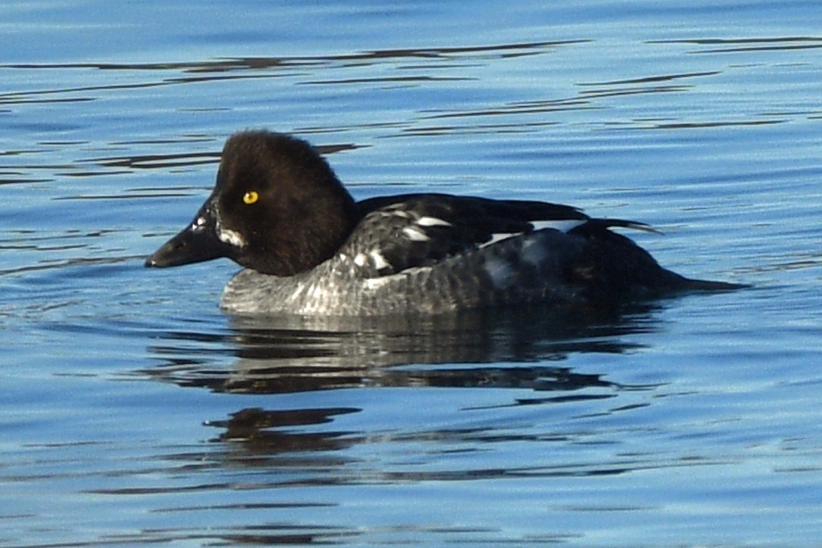 Common Goldeneye - ML534710411