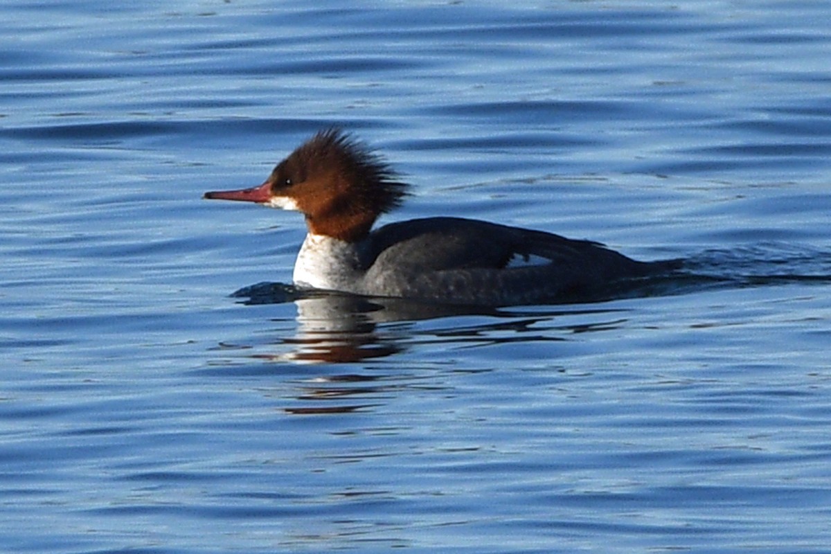 Common Merganser - ML534710441