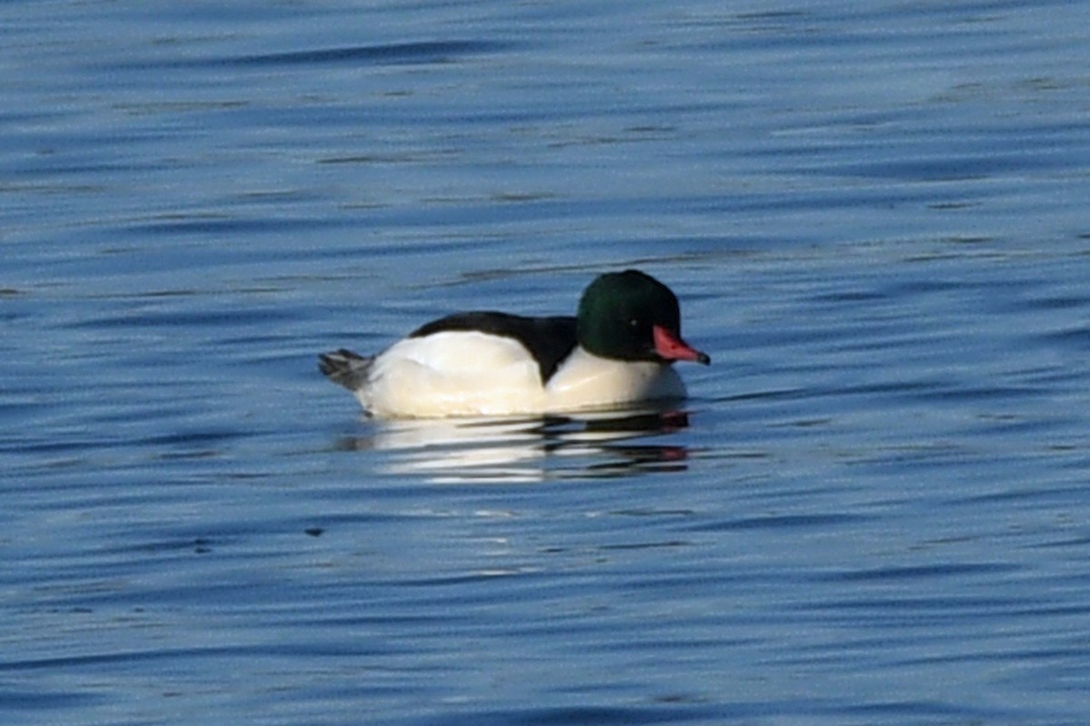 Common Merganser - ML534710451