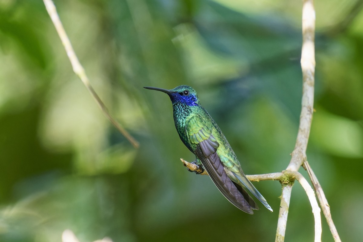 Glanz-Veilchenohrkolibri - ML534710461