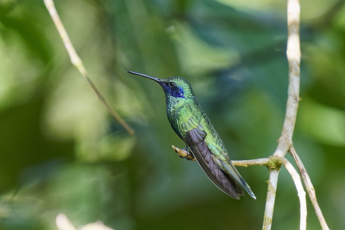 Colibrí Rutilante - ML534710471