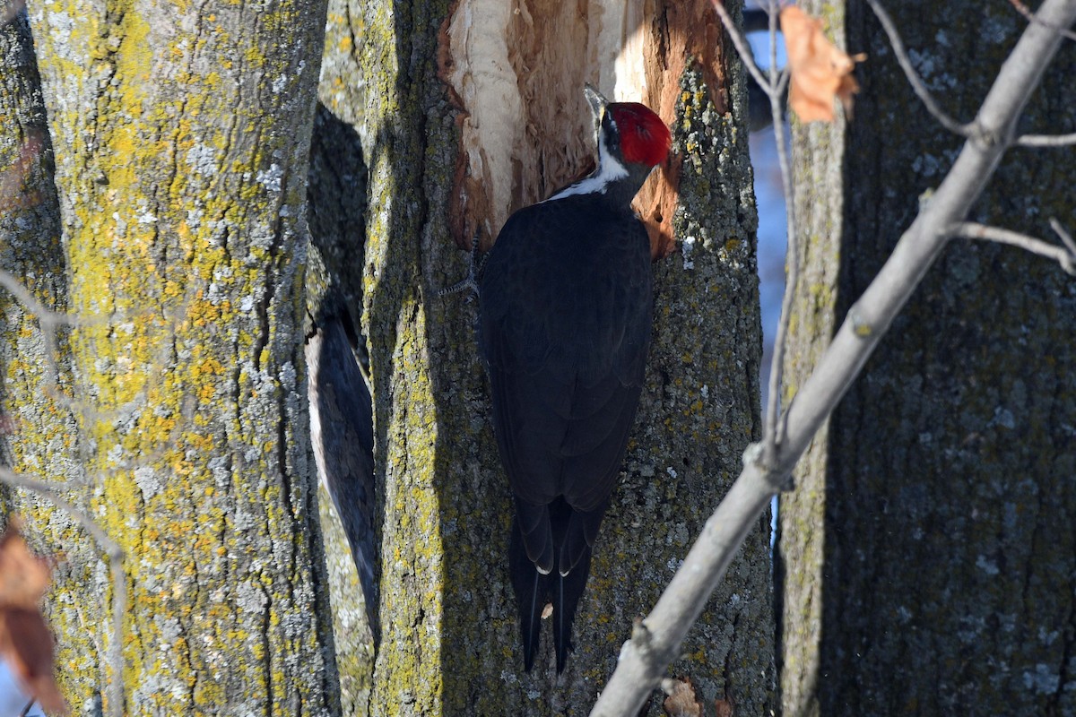 Pileated Woodpecker - ML534710501