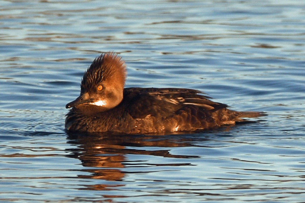 Hooded Merganser - Timothy Carstens