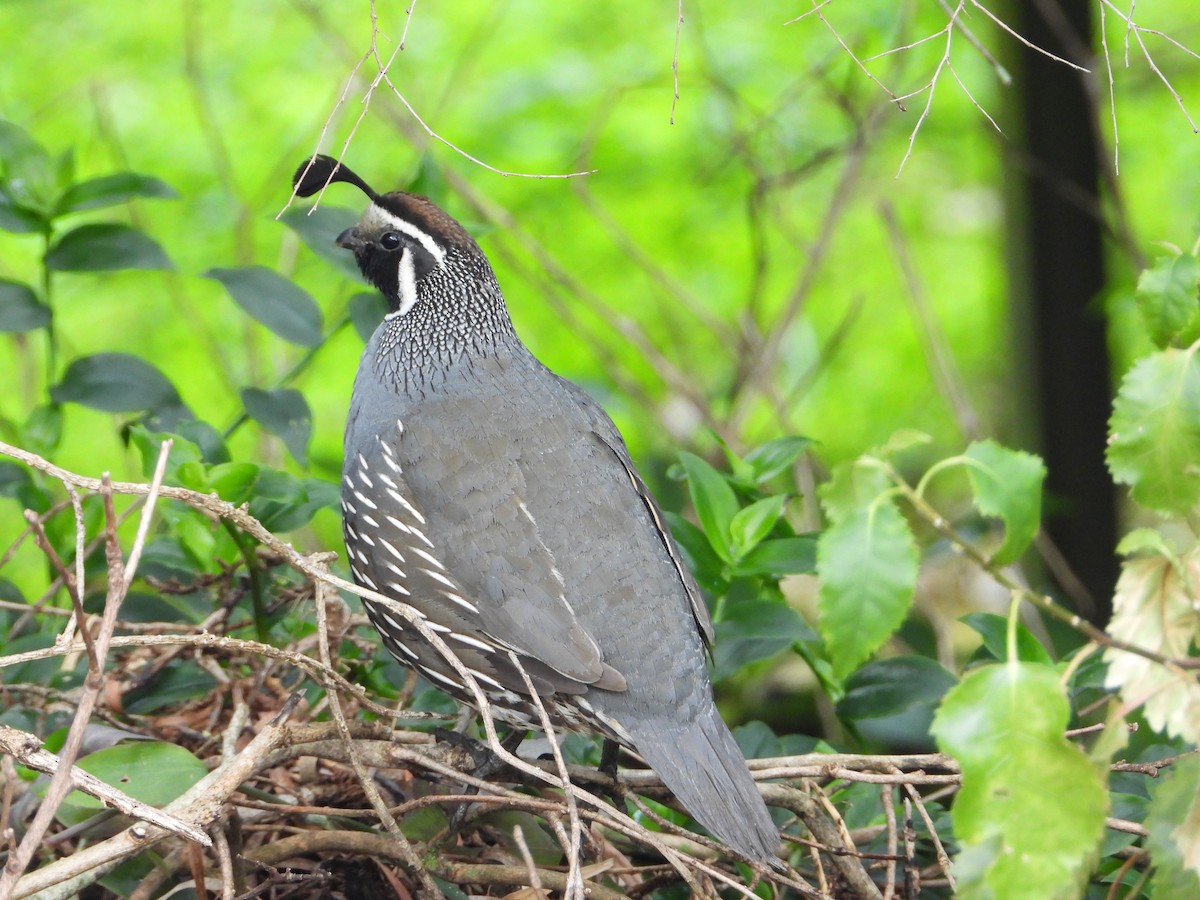 California Quail - ML534711231