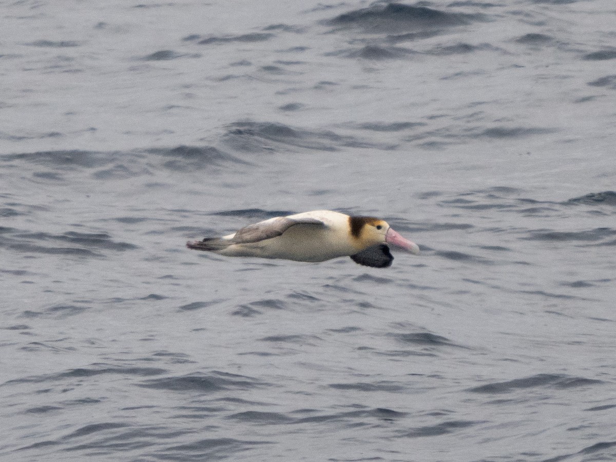 Short-tailed Albatross - ML534711481