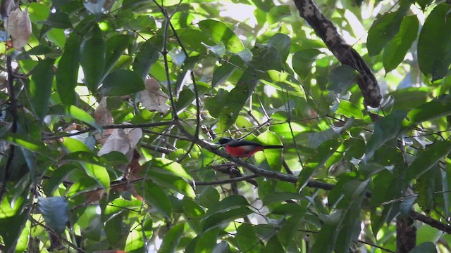 Rose-breasted Chat (Rose-breasted) - ML534711621