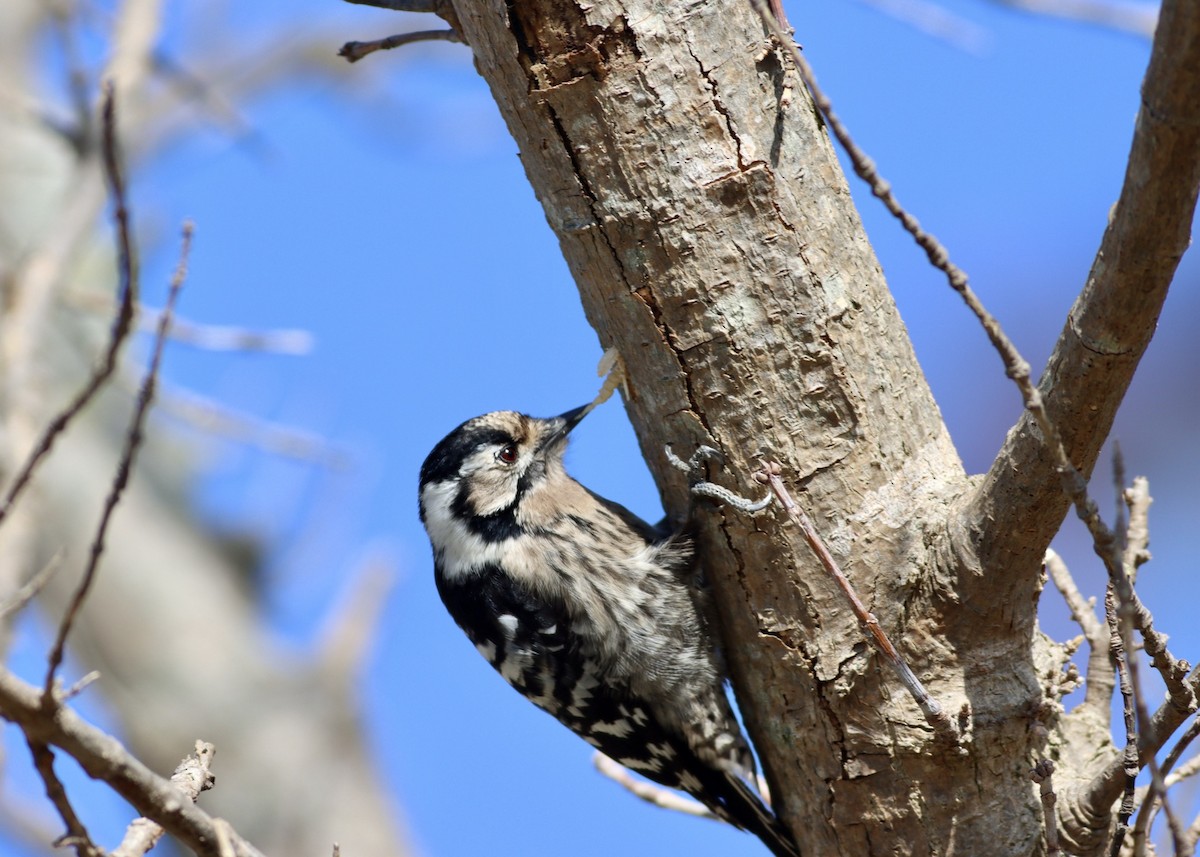 Lesser Spotted Woodpecker - ML534711721