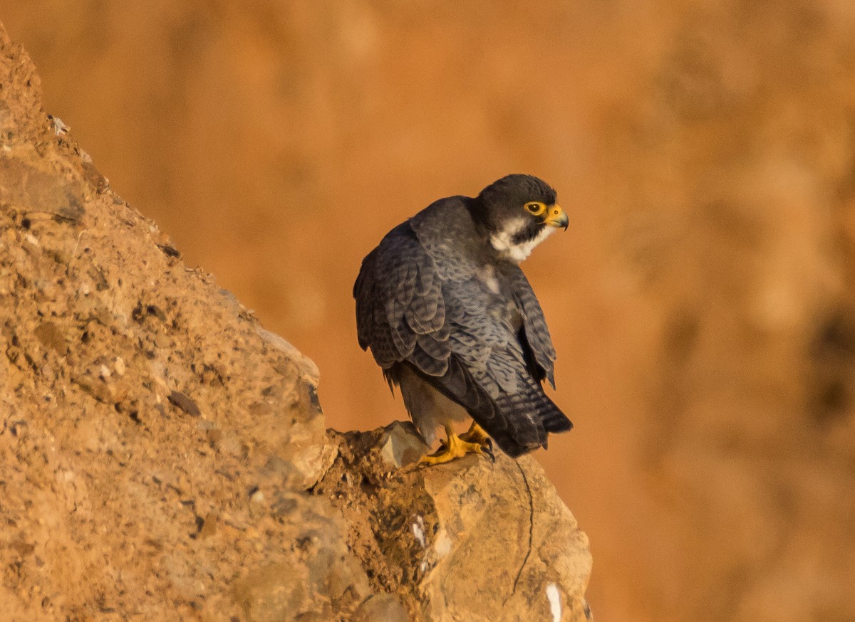 Peregrine Falcon - ML53471271