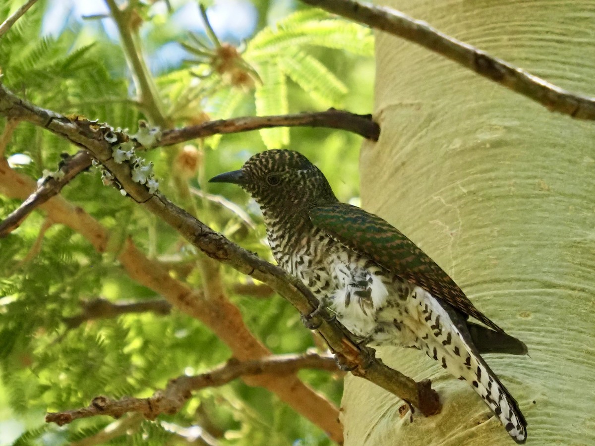 Klaas's Cuckoo - ML534712921