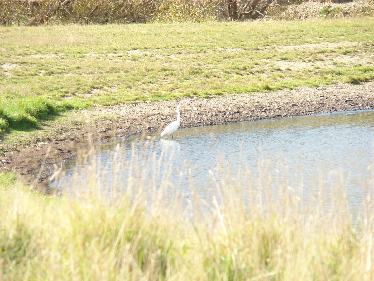 Great Egret - ML53471311