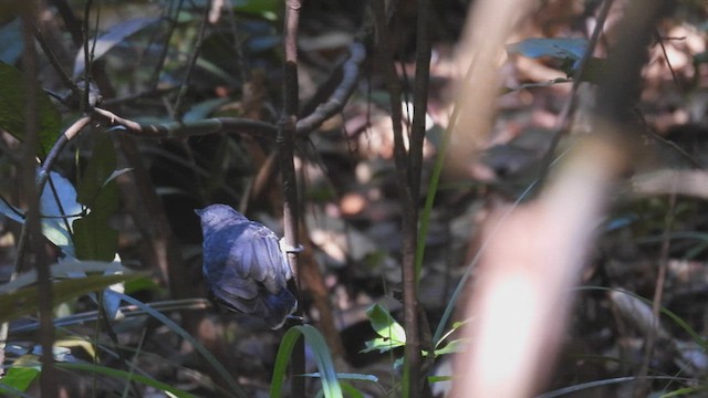 Black-chinned Antbird - ML534713521