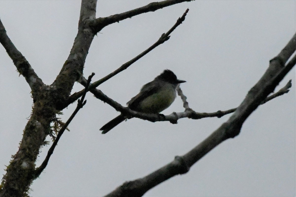 Dusky-capped Flycatcher - Clay Bliznick