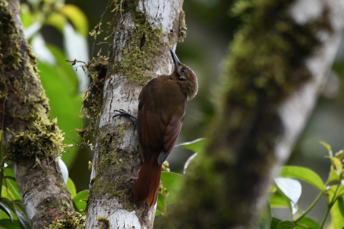 Plain-brown Woodcreeper - ML534715751