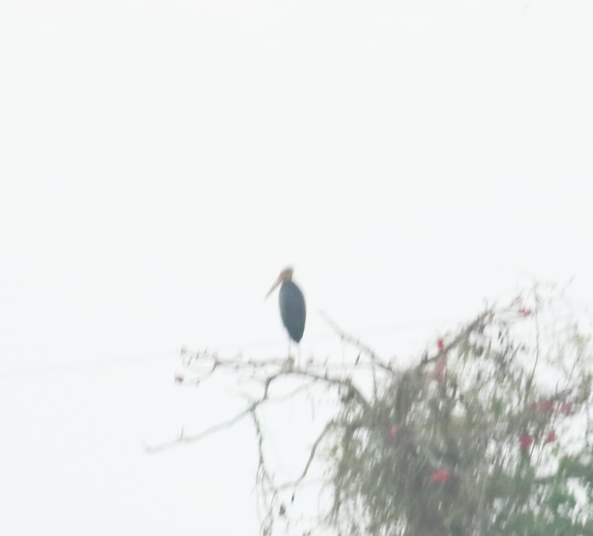 Lesser Adjutant - Savio Fonseca (www.avocet-peregrine.com)