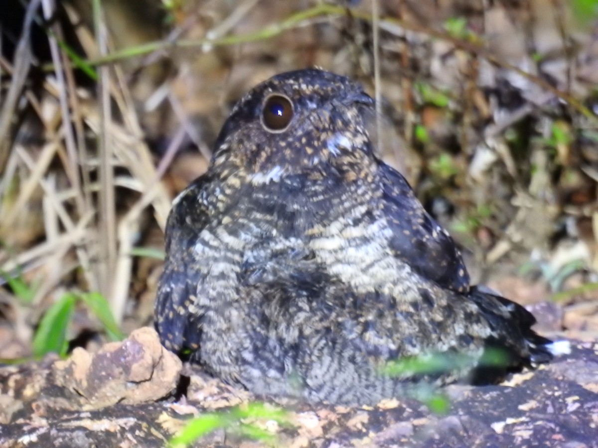 Blackish Nightjar - ML534717191