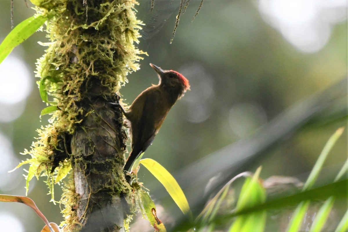 Smoky-brown Woodpecker - ML534717281