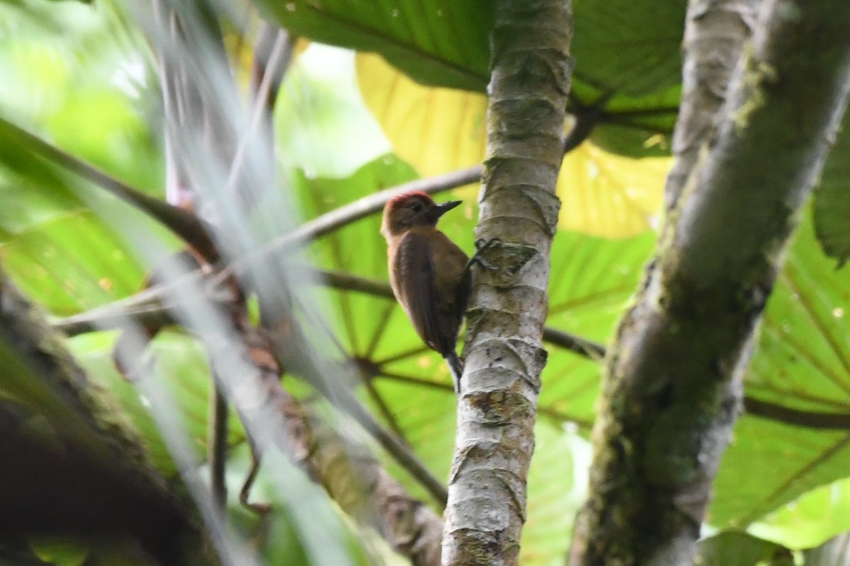 Smoky-brown Woodpecker - ML534717381