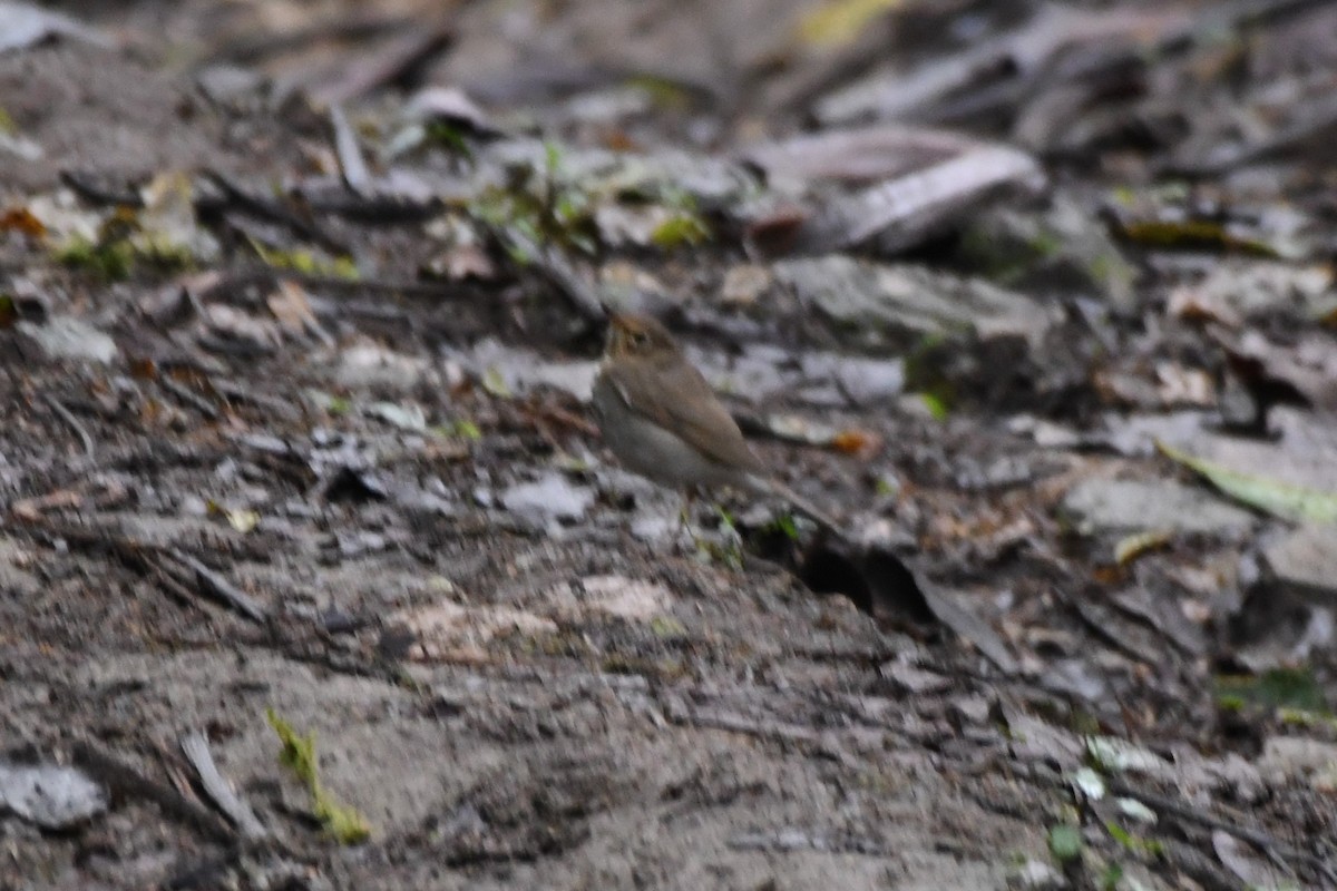 Swainson's Thrush - ML534717451