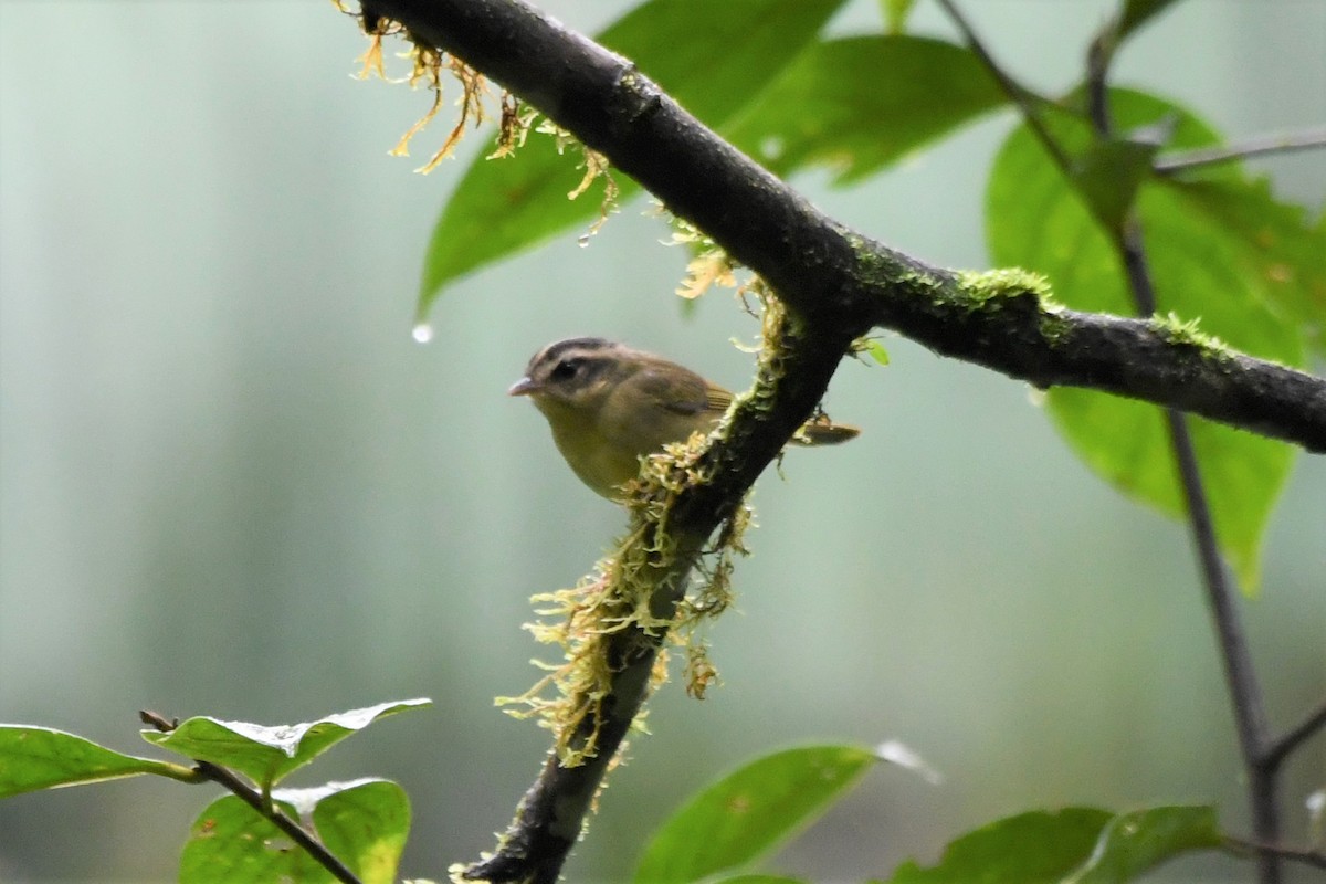 Three-striped Warbler - ML534717631