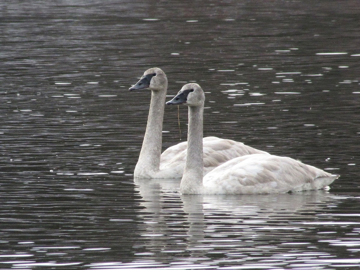 Trumpeter Swan - James Teitgen