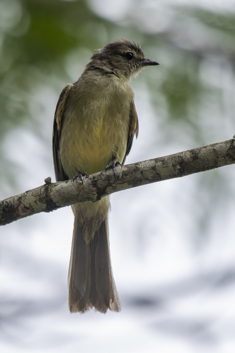 Small-headed Elaenia - ML534720031