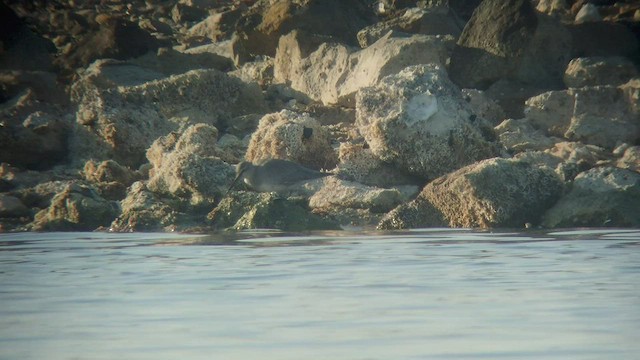 Gray-tailed Tattler - ML534720481