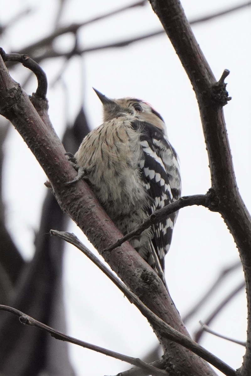 Lesser Spotted Woodpecker - Jörg Albert