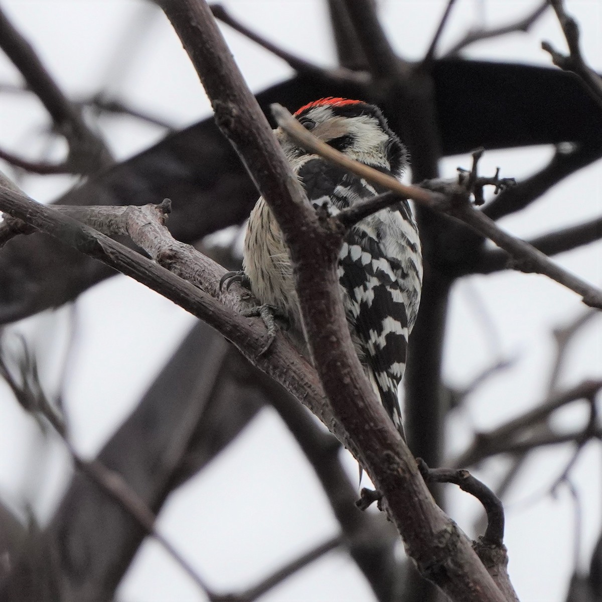 Lesser Spotted Woodpecker - Jörg Albert