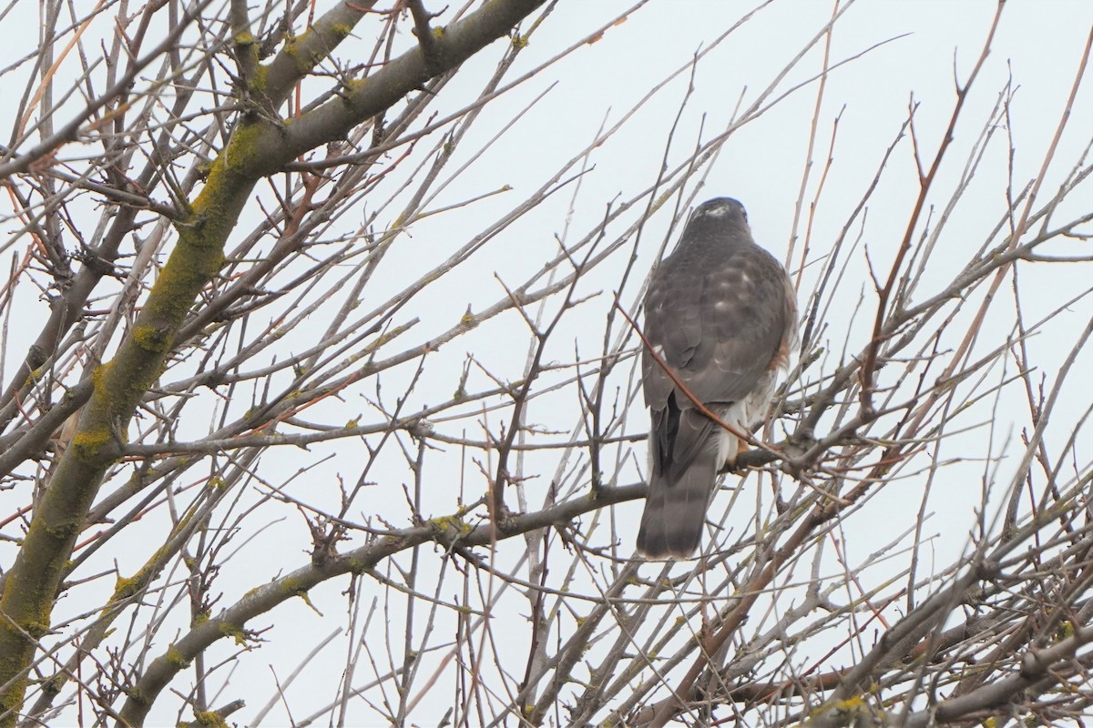 Eurasian Sparrowhawk - ML534721891