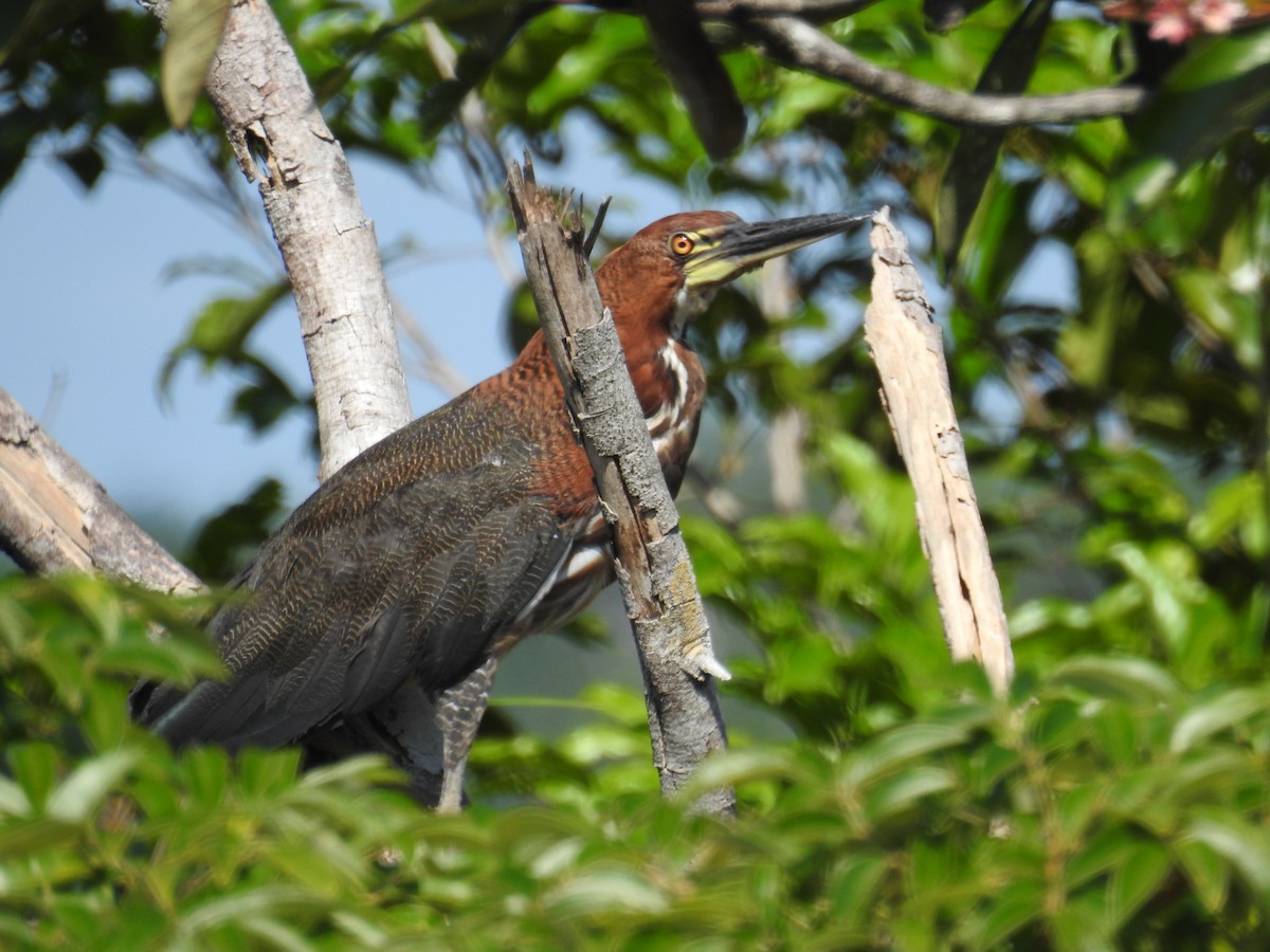 Rufescent Tiger-Heron - ML534723881