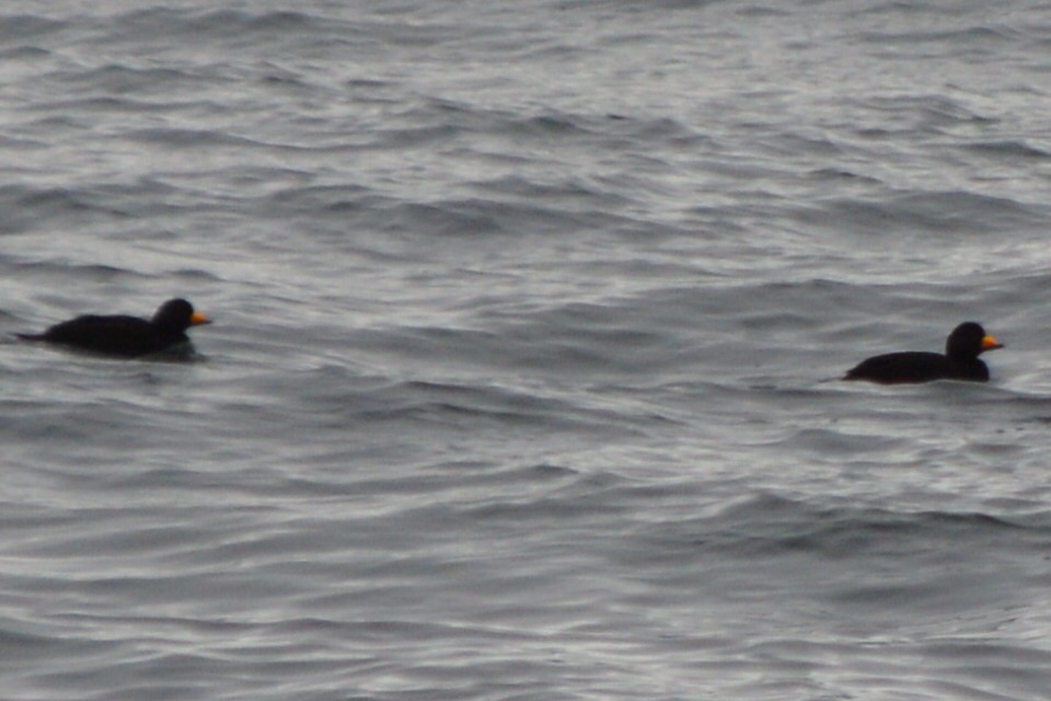 Black Scoter - ML53472481