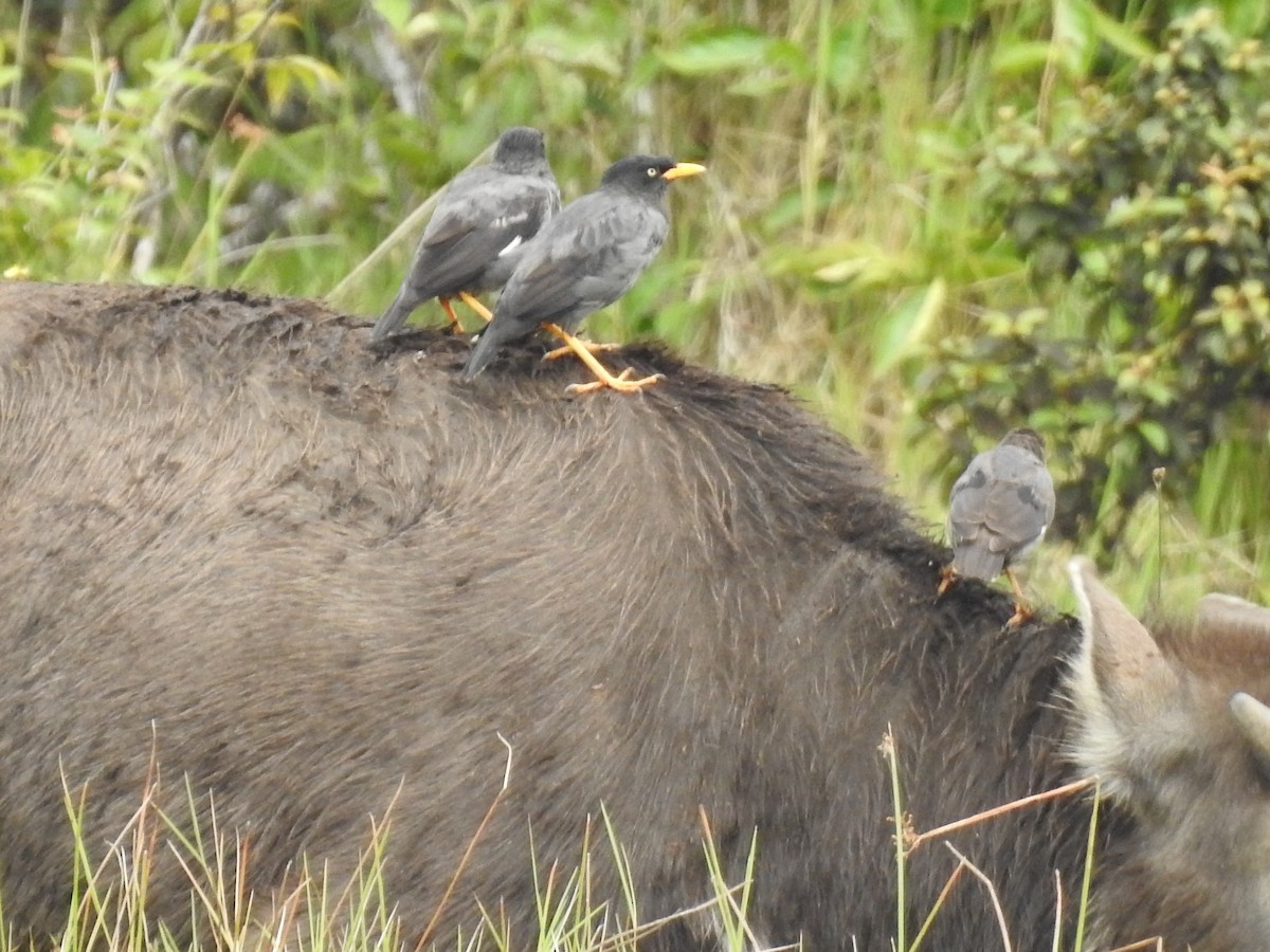 Javan Myna - arief nofrika