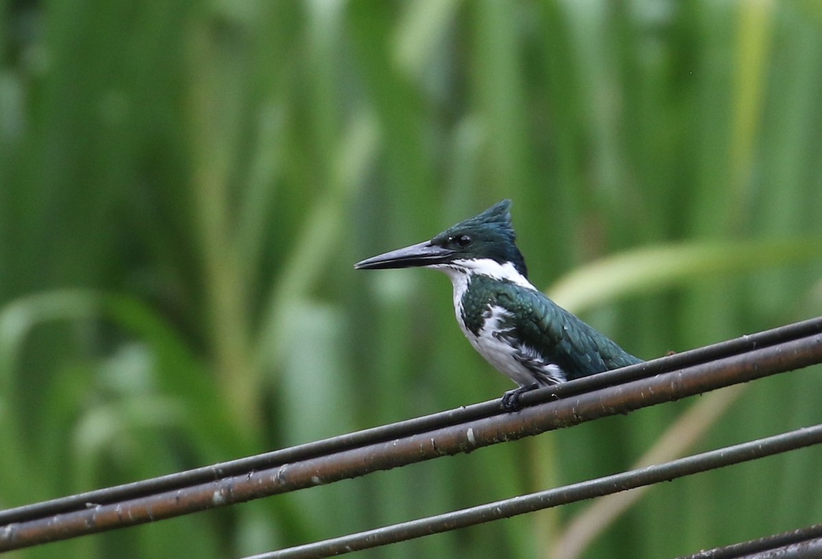 Amazon Kingfisher - ML534727041
