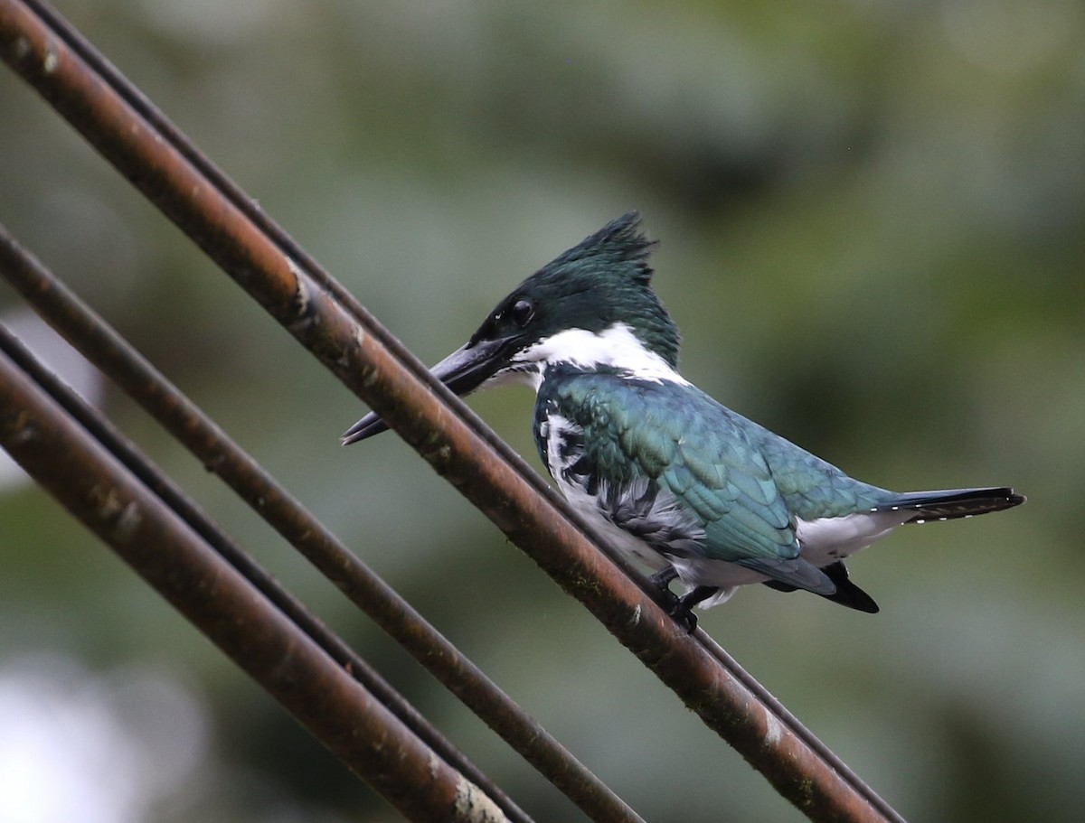 Amazon Kingfisher - ML534727051