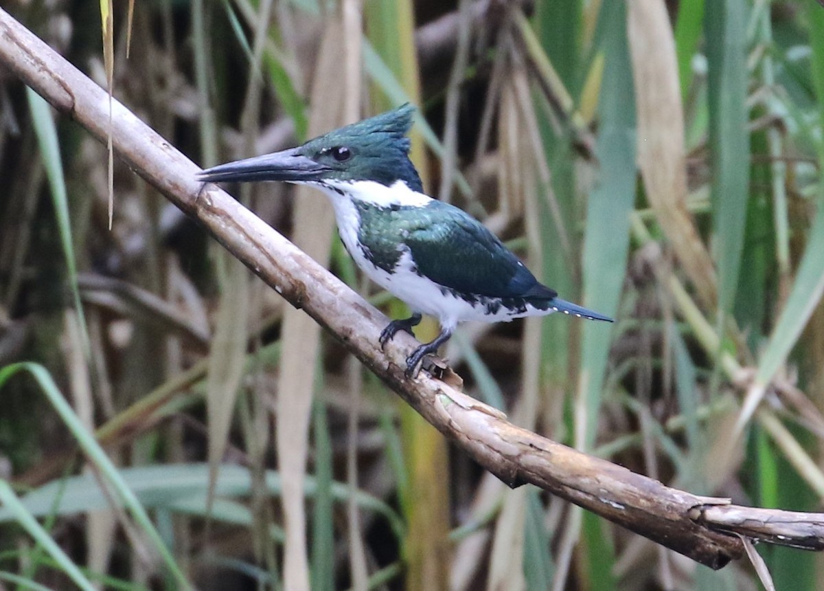 Martin-pêcheur d'Amazonie - ML534727061