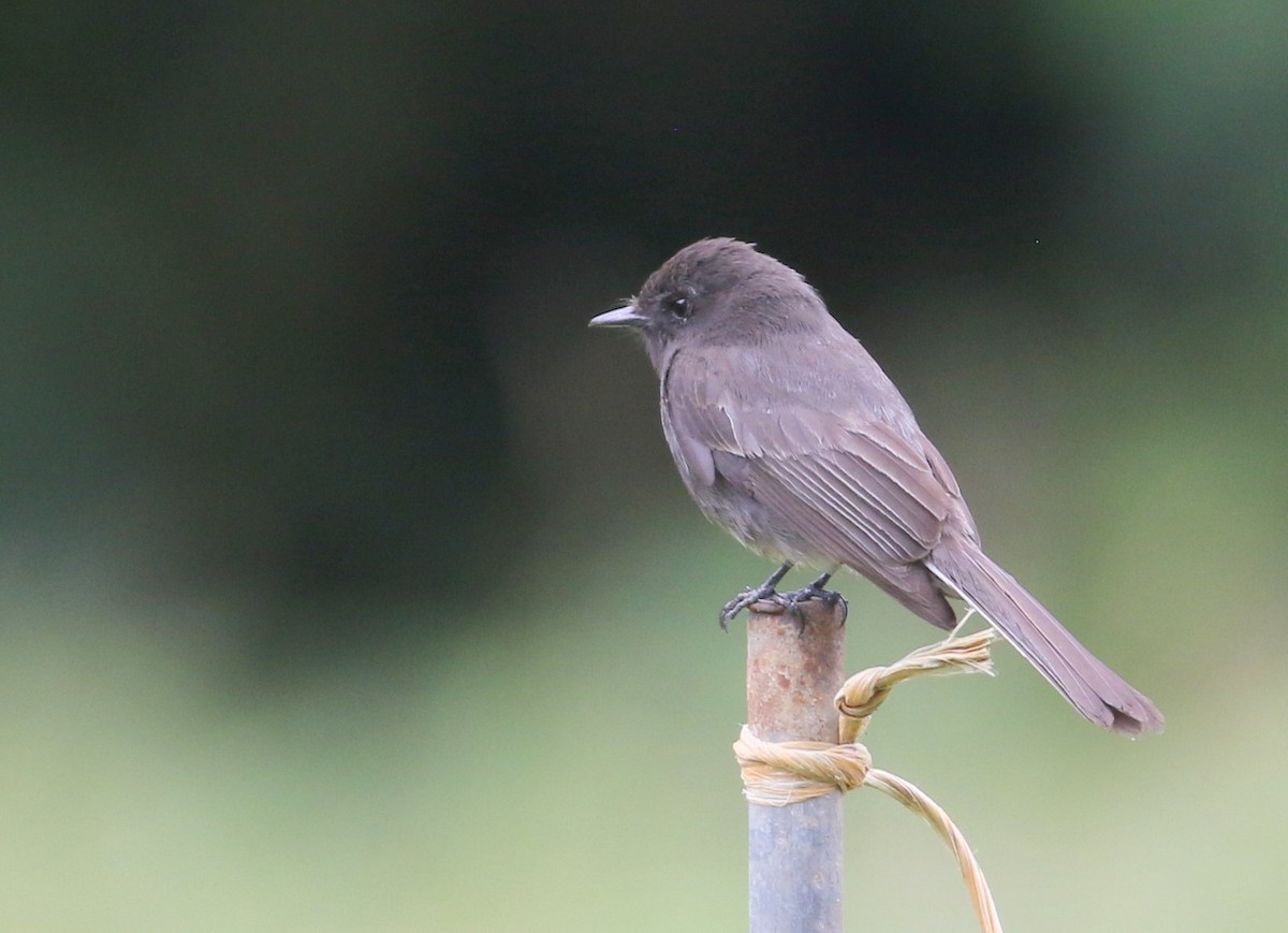 Black Phoebe - ML534727131