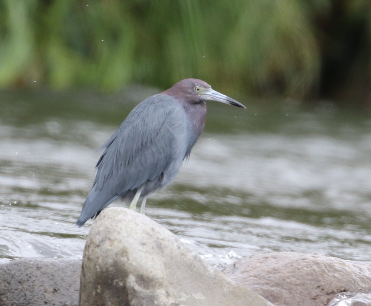 Little Blue Heron - ML534727221