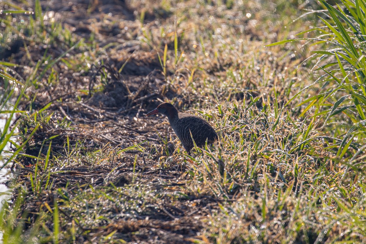 Slaty-breasted Rail - ML534728501