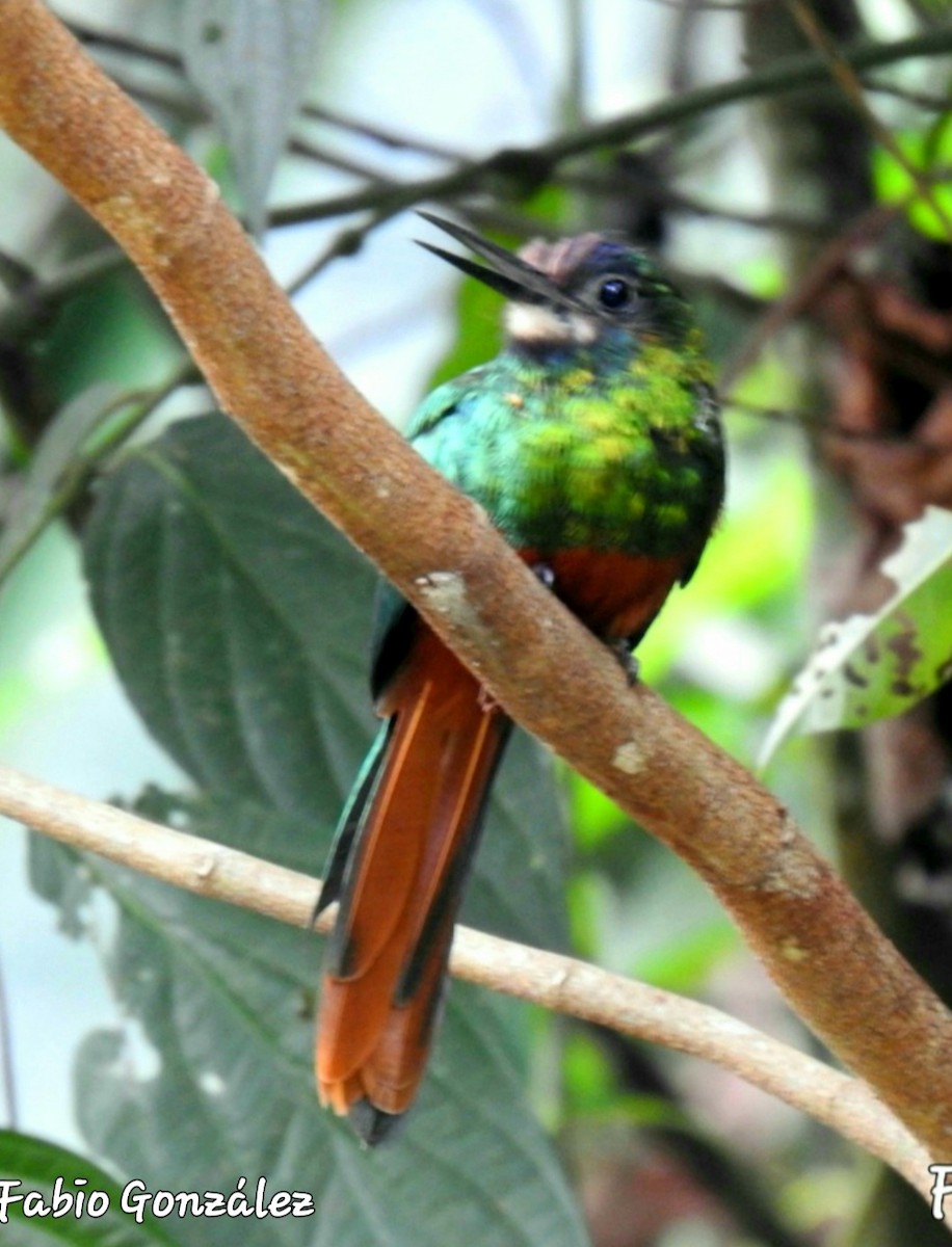 Jacamar à menton blanc - ML534729051