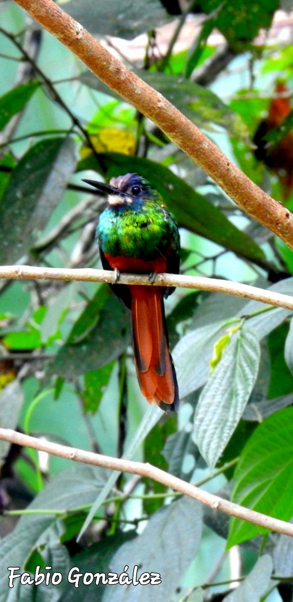 White-chinned Jacamar - ML534729071