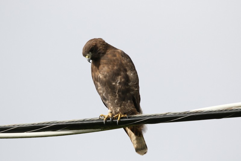 Red-tailed Hawk - ML53472911