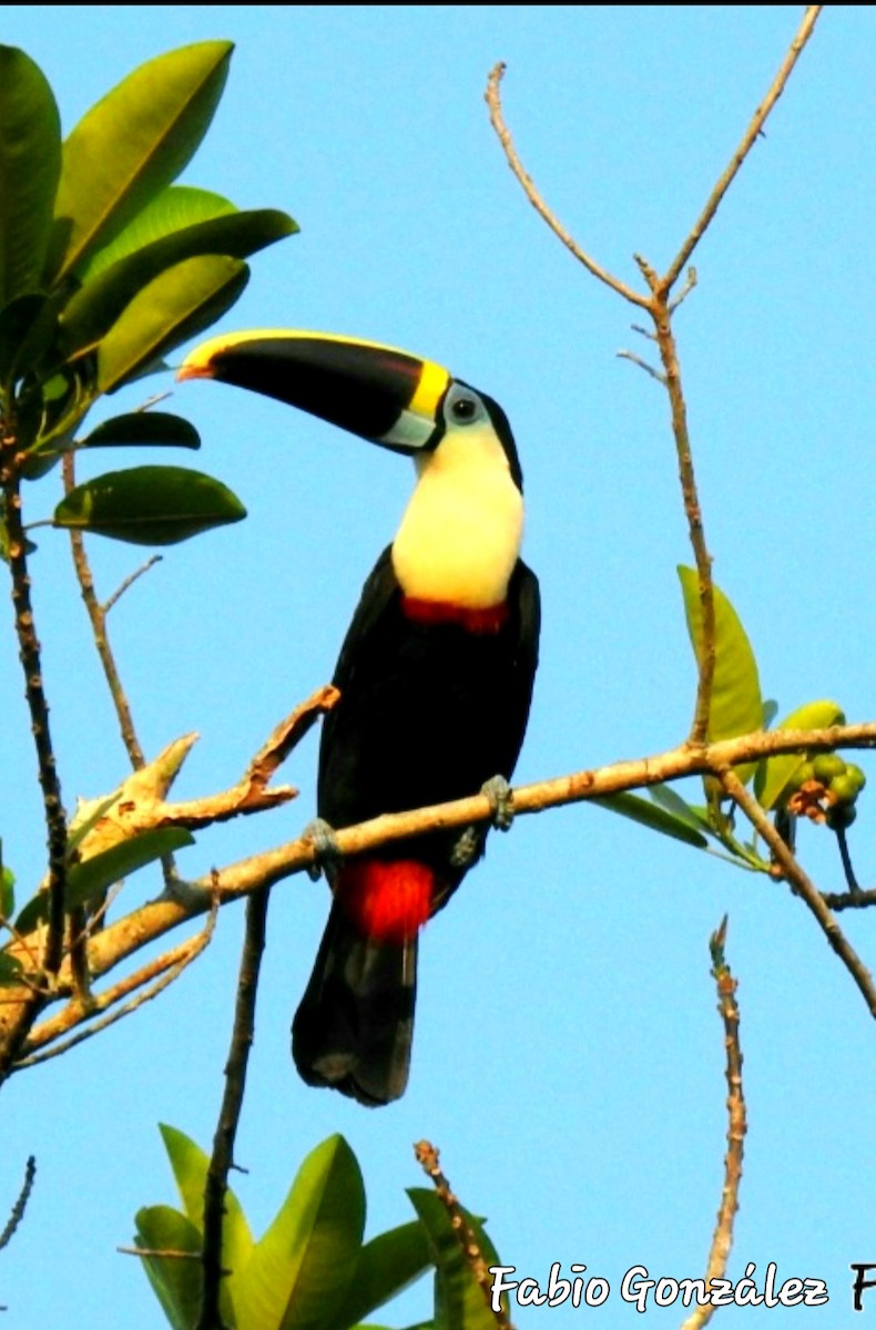 White-throated Toucan - ML534729291