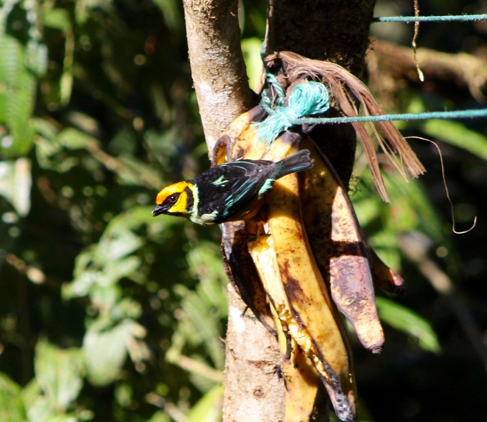 Flame-faced Tanager - ML534729921