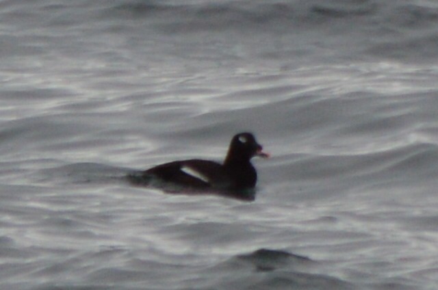 White-winged Scoter - ML53473031